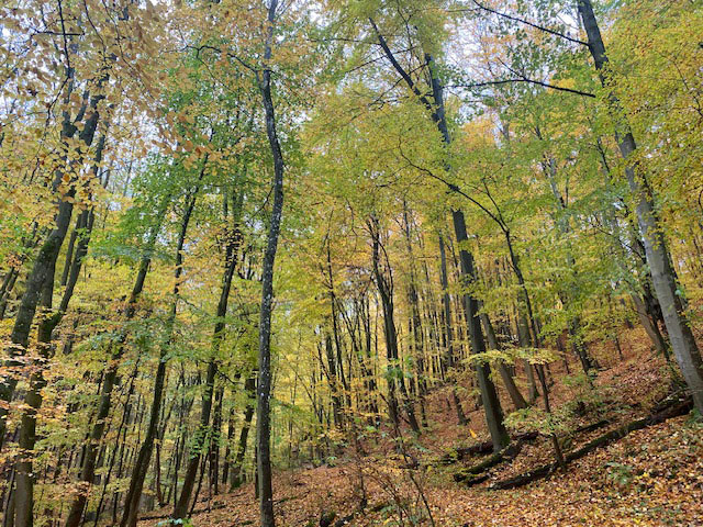Monatswanderung Oktober der Wanderfreunde Naumburg Monatswanderung Oktober der Wanderfreunde Naumburg