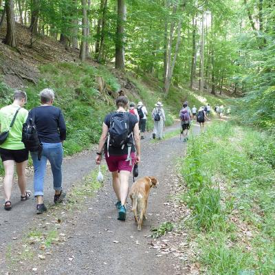 Sommerfest 2025 Wanderung im Hattenhausener Wald