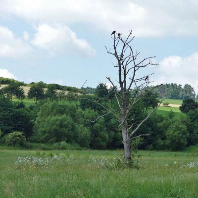 Sommerfest 2025 zum Naumburger Sportplatz