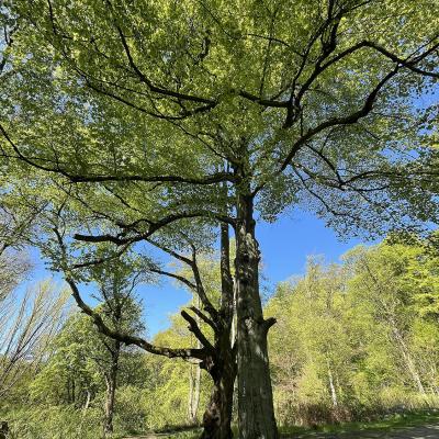 Monatswanderung April 2025